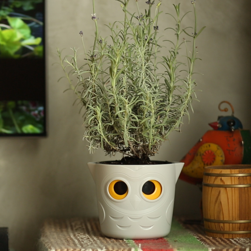 Blumentopf mit Pflanze auf Tisch