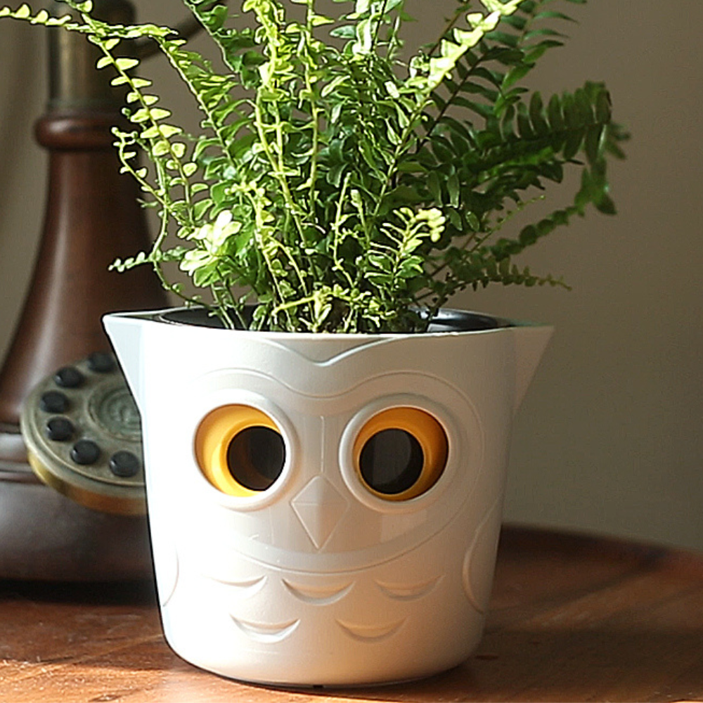 Blumentopf mit Pflanze auf Tisch