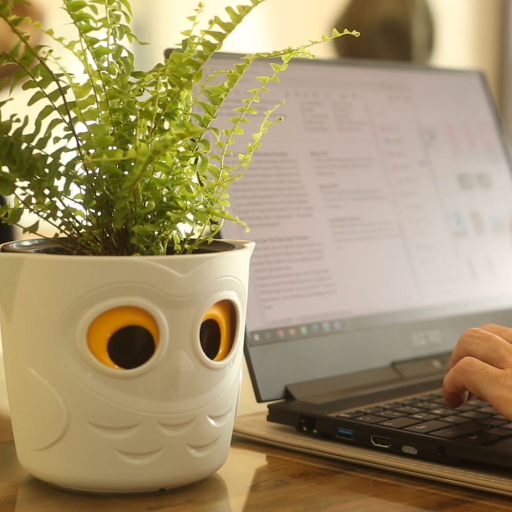 Blumentopf mit Pflanze neben Laptop 