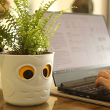 Blumentopf mit Pflanze neben Laptop 